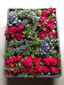 6707, A tray full of fresh flowers for the May Day baskets